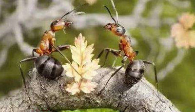 象蚂蚁一样工作，象蝴蝶一样生活